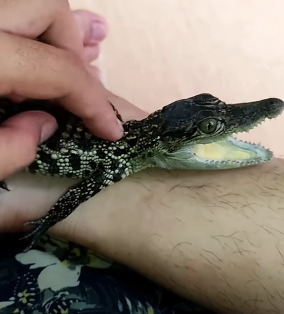 T0411001 Adorable baby crocodile was adopted by family part2