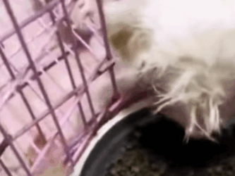 T1111024 Rescue dog landfill who is very skinny hungry part2