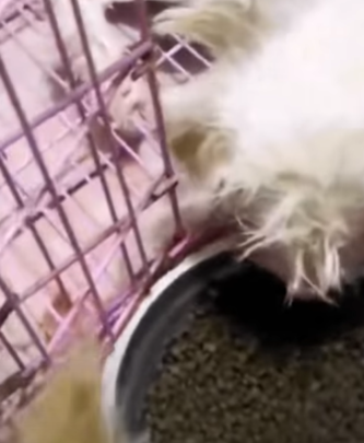 T1111024 Rescue dog landfill who is very skinny hungry part2