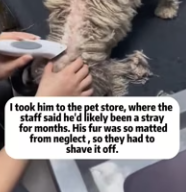 T1911003 She left her shadow under every borrowed roof #dog #rescuedog_part2