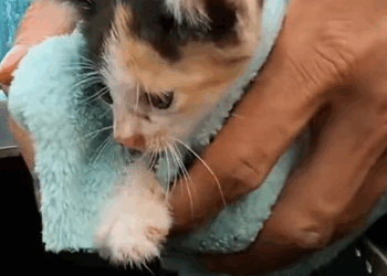 T0411014 Rescue an abandoned kitten on the road animalsoftiktok rescue part2