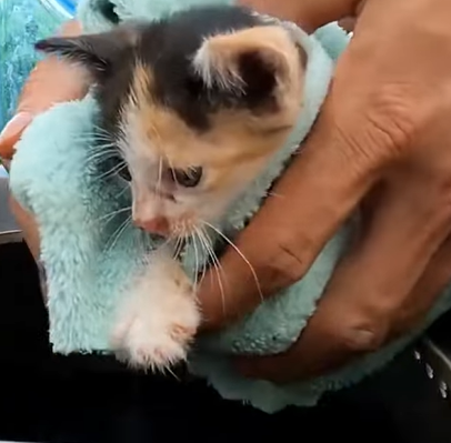 T0411014 Rescue an abandoned kitten on the road animalsoftiktok rescue part2