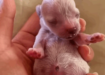 T1111019 poor dog was thrown away before he could even see sun part2