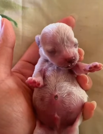 T1111019 poor dog was thrown away before he could even see sun part2