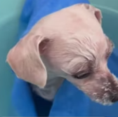 T1911002 What he longed was never food,but sense of belonging #dog part2