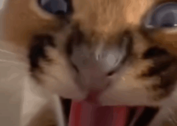 T1111026 baby caracal cat abandoned by its mother in forest was adopted part2