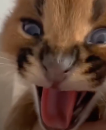 T1111026 baby caracal cat abandoned by its mother in forest was adopted part2