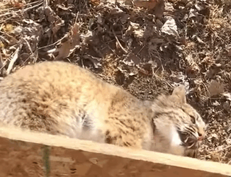 T0411022 Rescue boncat and then animal rescue rescueanimals animalsoftik part2