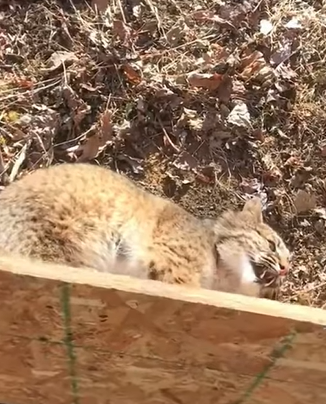 T0411022 Rescue boncat and then animal rescue rescueanimals animalsoftik part2