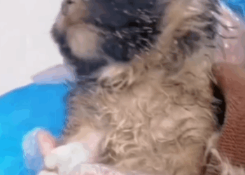 T1111018 baby lost to its mother can withstand cold part2