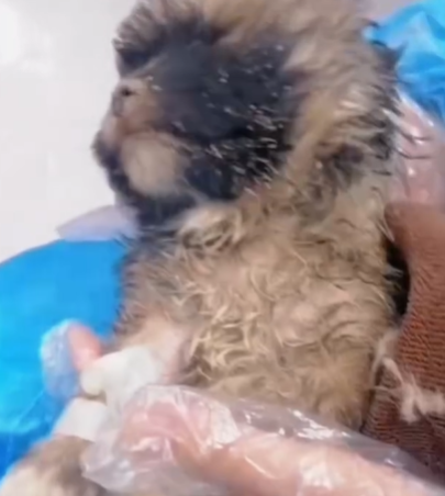 T1111018 baby lost to its mother can withstand cold part2