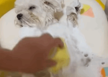 T0411028 Rescue dying stray dog and then rescue animals animal fyp dog part2