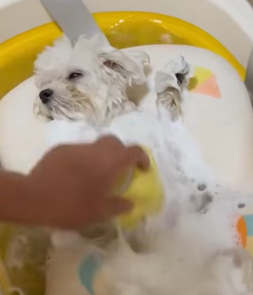 T0411028 Rescue dying stray dog and then rescue animals animal fyp dog part2