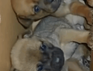 T1111021 poor dogs lost their mother in cold rain part2