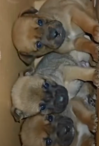 T1111021 poor dogs lost their mother in cold rain part2