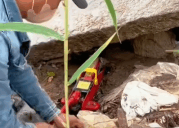 T1111002 Rescued family of stray dogs were trapped in cave due to heavy part2