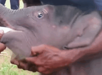 T0411041 Rescuing baby elephant that fell into hole and the ending part2