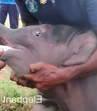 T0411041 Rescuing baby elephant that fell into hole and the ending part2