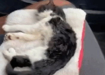 T1111004 Poor sick stray cat lying in snow part2