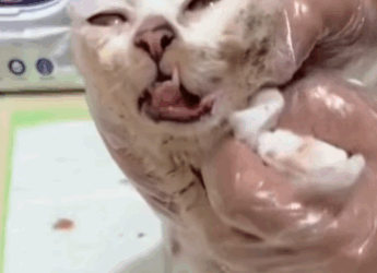 T1111012 Poor sick cat wandering streets part2