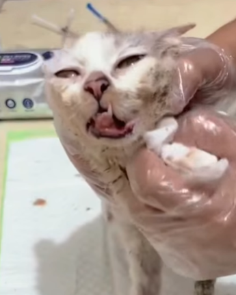 T1111012 Poor sick cat wandering streets part2