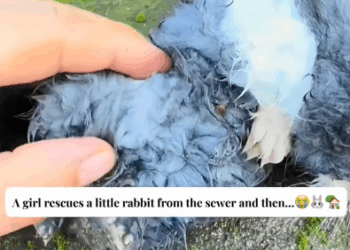T0411007 girl rescues little rabbit from the sewer and then cuteanimals part2
