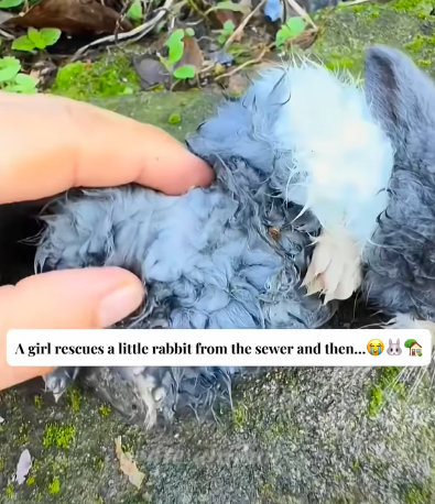 T0411007 girl rescues little rabbit from the sewer and then cuteanimals part2