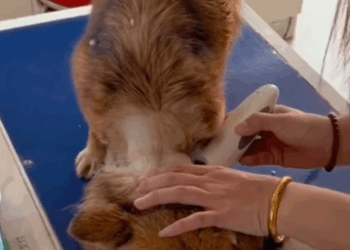 T1111013 poor stray dog was wandering around sick part2