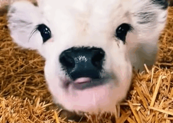 T0411024 Rescue cow stuck in the sink and then rescue fyp animals anima part2