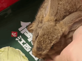 T0411034 Rescue poor hare and then rescue fyp animals rabbit hare part2