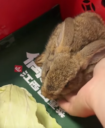 T0411034 Rescue poor hare and then rescue fyp animals rabbit hare part2