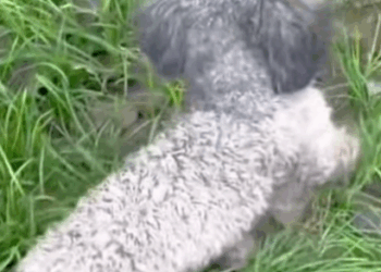 T1111001 poor stray dog part2