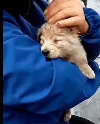 T1911012 Rescue puppy on road #rescue #animalsoftiktok #rescueanimals part2