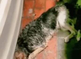 T1111003 Poor stray dog was hit by car in parking lot on street part2