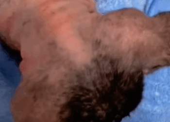 T1111014 poor, sick stray dog wanders on streets is rejected by part2