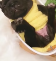 T1911013 girl Rescued puppy was thrown into trash #rescue #animal part2