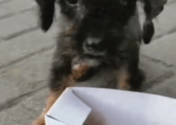 T1111029 Poor stray dog got sick on road part2