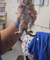 T1911014 Rescue kitten #rescue #animalsoftiktok #rescueanimals #kitten #cat part2