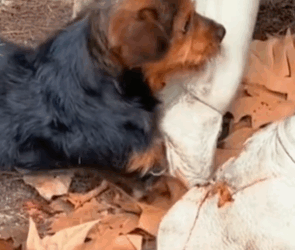 T1111016 poor stray dog got caught in mouse trap part2