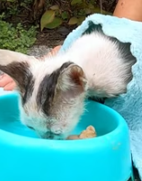 T1911016 Rescue kitten #rescue #animalsoftiktok #rescueanimals #cat #kittens part2