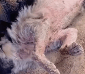 T1111010 poor dog is sick part2