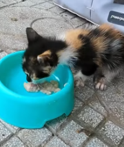 T1911019 Thank you to girl who rescued kitten #rescue #animalsoftiktok part2