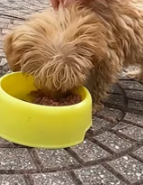 T1911017 Rescue puppy #rescue #animalsoftiktok #rescueanimals #dog #dogsoftiktok part2