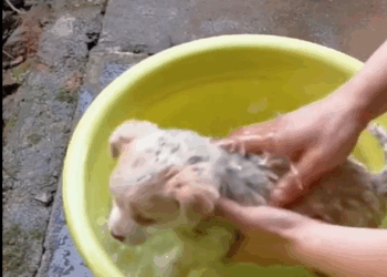 T1111020 cute animals part2