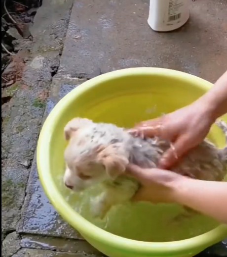 T1111020 cute animals part2