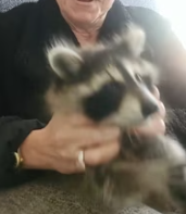 T1911018 Rescue baby raccoon #rescue #animalsoftiktok #rescueanimals part2