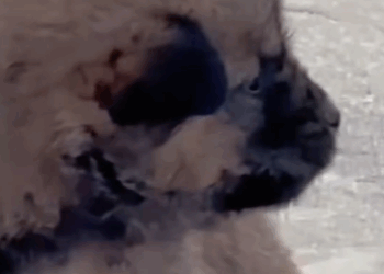 T1111008 Lost little dog on highway part2