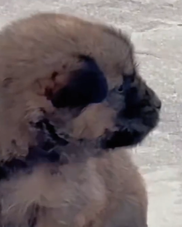 T1111008 Lost little dog on highway part2