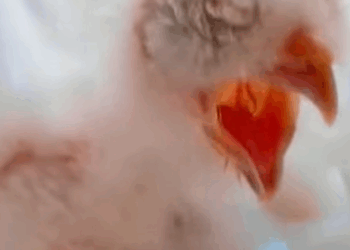 T0411006 family rescues the egg and the ending cuteanimals owl snowyowl part2