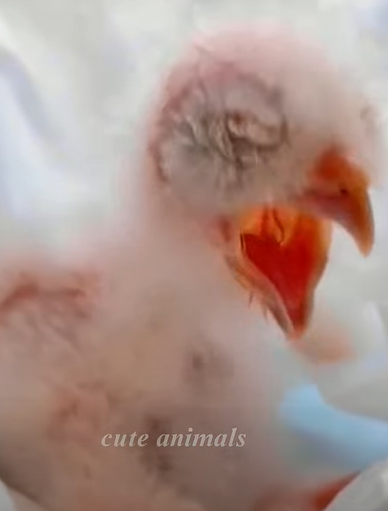 T0411006 family rescues the egg and the ending cuteanimals owl snowyowl part2